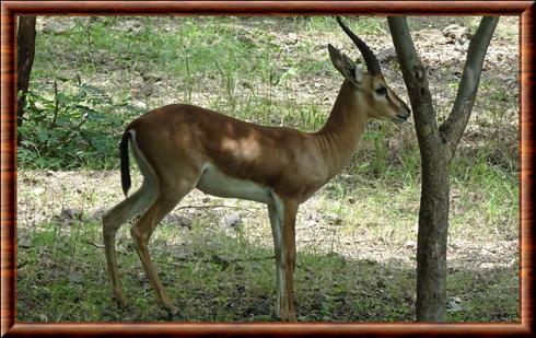 Chinkara