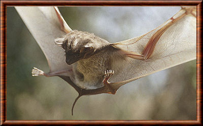 Chiroptera