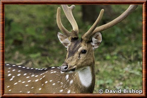 Chital deer (Axis axis)