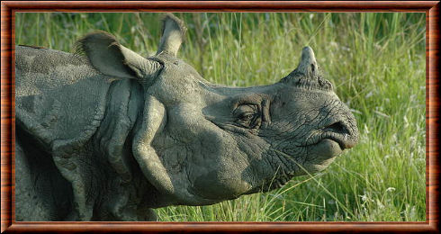 Rhinocéros indien