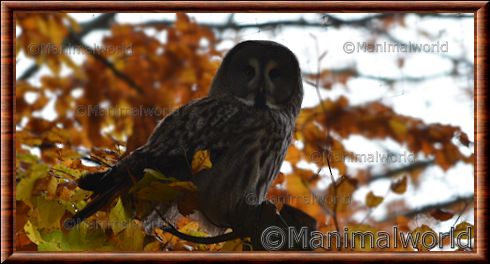 Chouette lapone (Strix nebulosa)