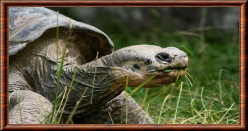 Tortue géante des Seychelles