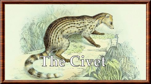 Civet