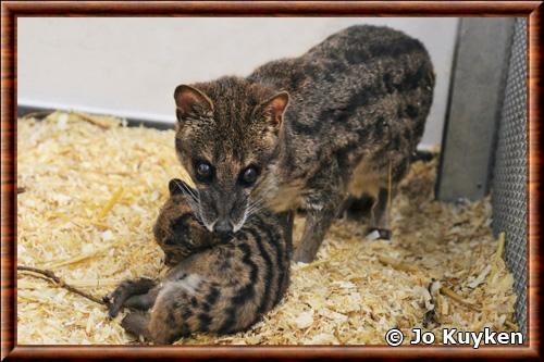 Civette malgache femelle zoo de Neunkirchen