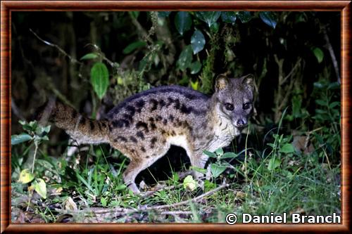 Civette malgache (Fossa fossana)