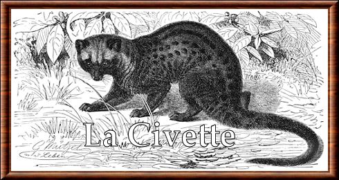 Civette