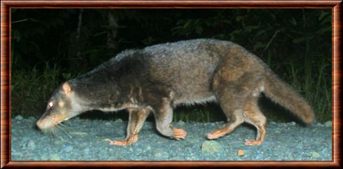 Civette-loutre de Sumatra (Cynogale bennettii)