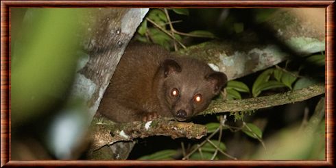 Civette palmiste de Ceylan (Paradoxurus zeylonensis)