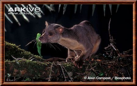 Civette palmiste des Célèbes (Macrogalidia musschenbroekii)