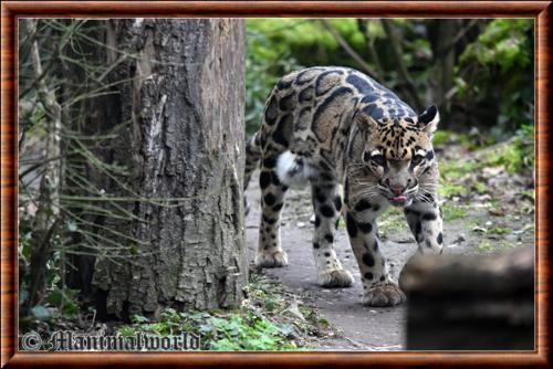 Clouded leopard (Neofelis nebulosa)