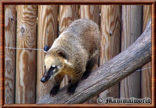 Coati