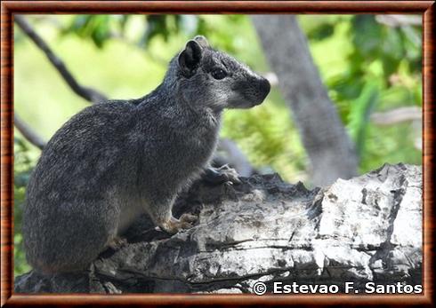 Cobaye acrobate (Kerodon acrobata)