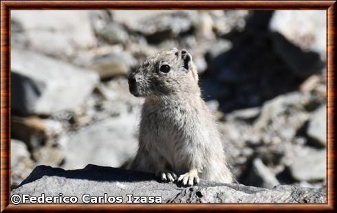 Cobaye de montagne de Shipton (Microcavia shiptoni)