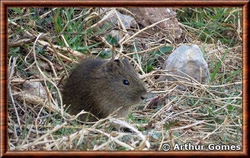 Cobaye de montagne (Cavia tschudii)