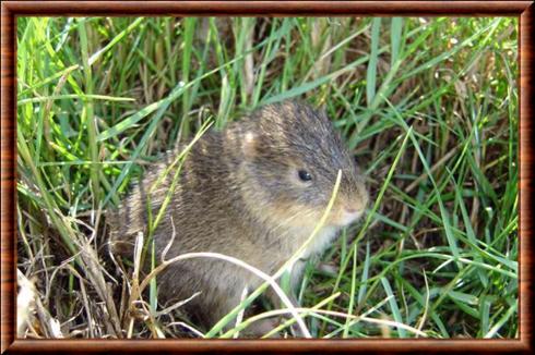 Cobaye de Santa Catarina (Cavia intermedia)