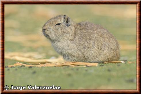 Cobaye des Andes (Microcavia niata)