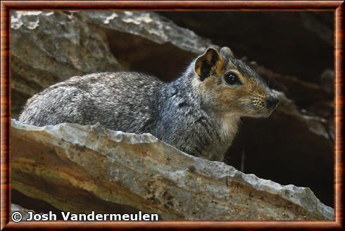 Cobaye des rochers portrait