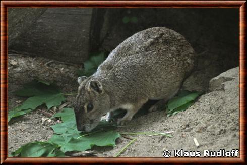 Cobaye des rochers zoo de Cottbus