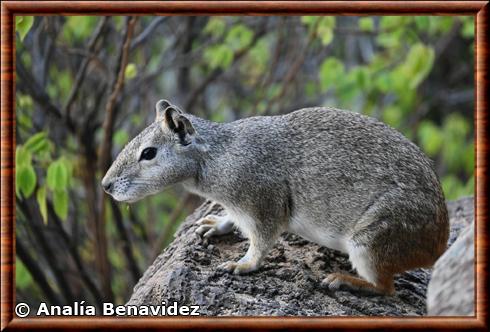 Cobaye des rochers (Kerodon rupestris)