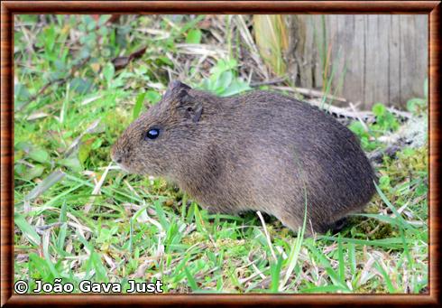 Cobaye du Bresil (Cavia aperea)