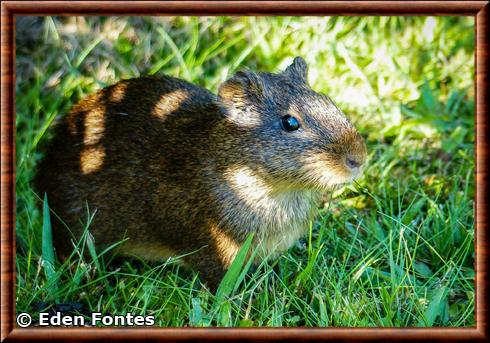 Cobaye luisant (Cavia fulgida)