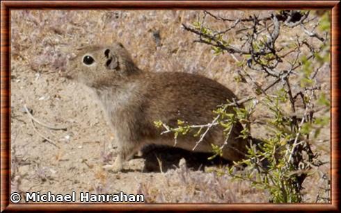 Cobaye nain austral (Microcavia australis)