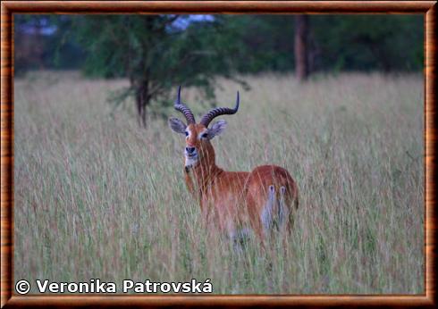 Cobe d'ouganda (kobus kob thomasi)