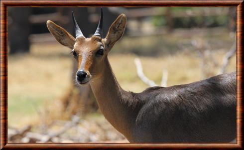 Cobe de montagne portrait