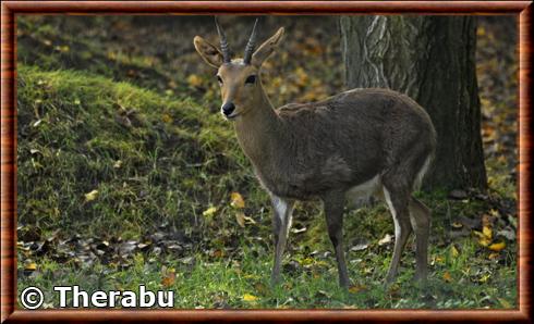 Cobe de montagne (Redunca fulvorufula)