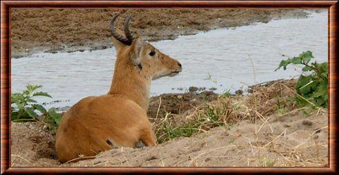 Cobe des roseaux