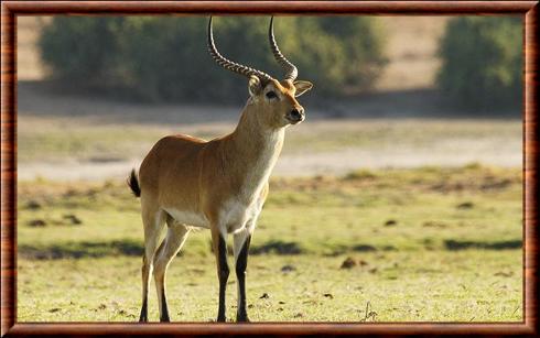 Cobe lechwe (Kobus leche)