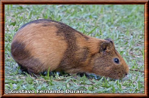 Cochon d'Inde (Cavia porcellus)