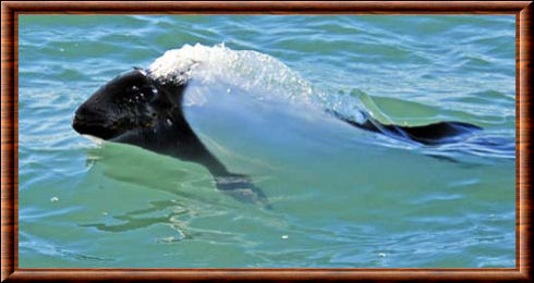 Commerson’s dolphin