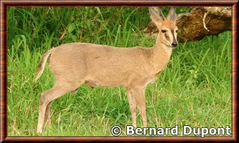 Common duiker