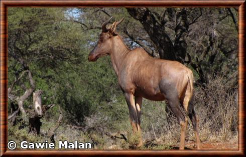 Common tsessebe