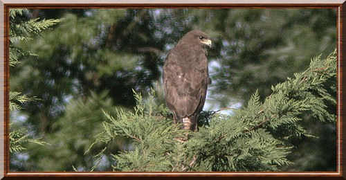 Common Buzzard