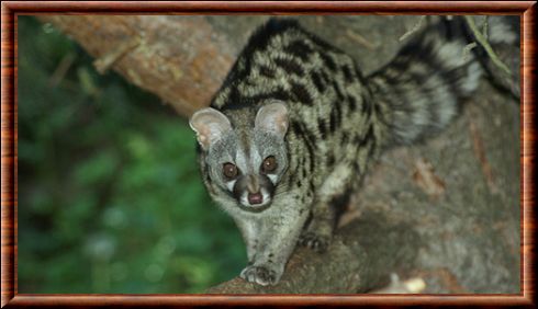 Common genet