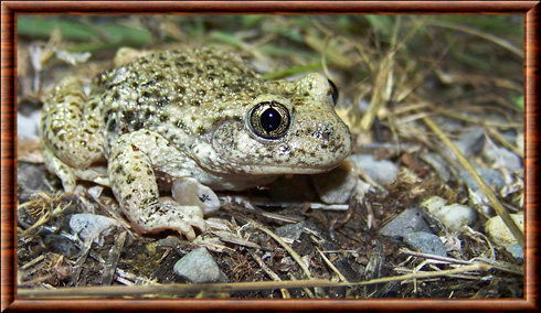 Common midwife toad