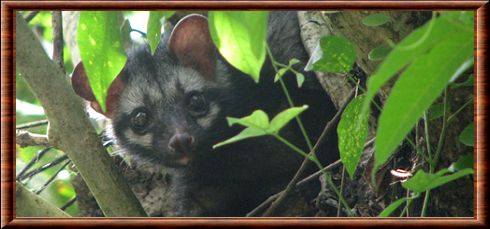 Common palm civet