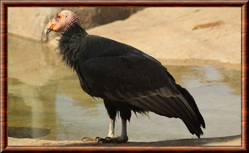 Condor de Californie (Gymnogyps californianus)