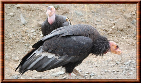 Condor de Californie 03