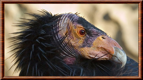 Condor de Californie 05