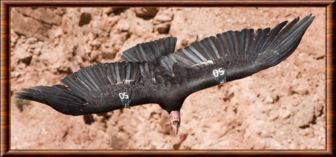 Condor de Californie 06