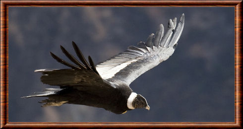 Condor des Andes (Vultur gryphus)