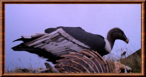 Condor des Andes 01