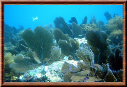 John Pennekamp Coral Reef State park 01