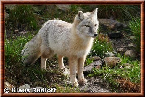 Corsac fox (Vulpes corsac)
