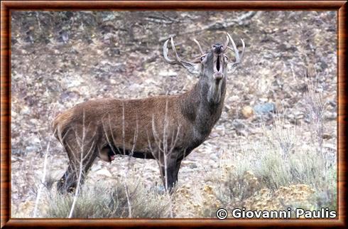 Corsican red deer