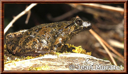 Corsican painted frog