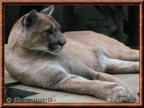 Cougar (Puma concolor)